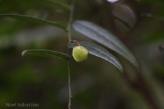 Phyllanthus gageanus